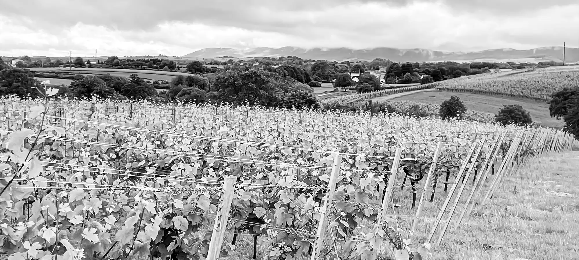 Weingut Heintz – Weinberge